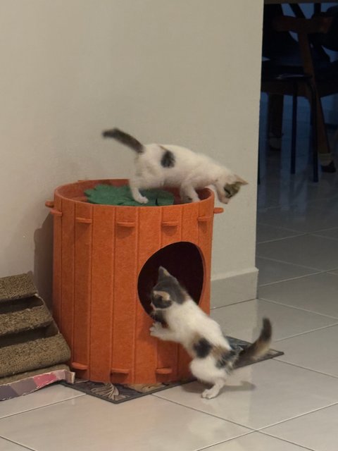 Spring - Domestic Short Hair Cat