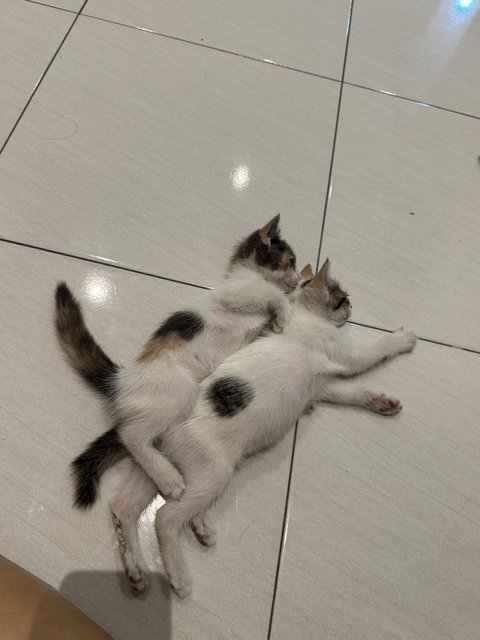 Spring - Domestic Short Hair Cat