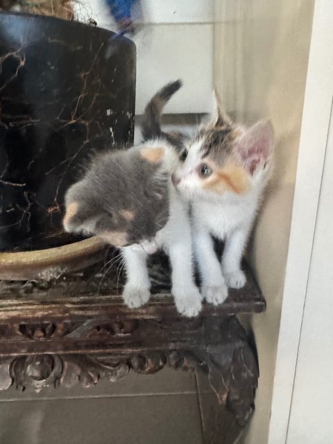 Spring - Domestic Short Hair Cat