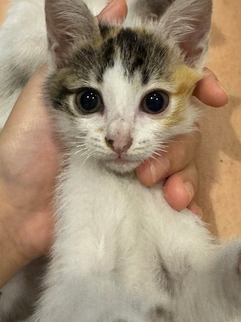 Spring - Domestic Short Hair Cat
