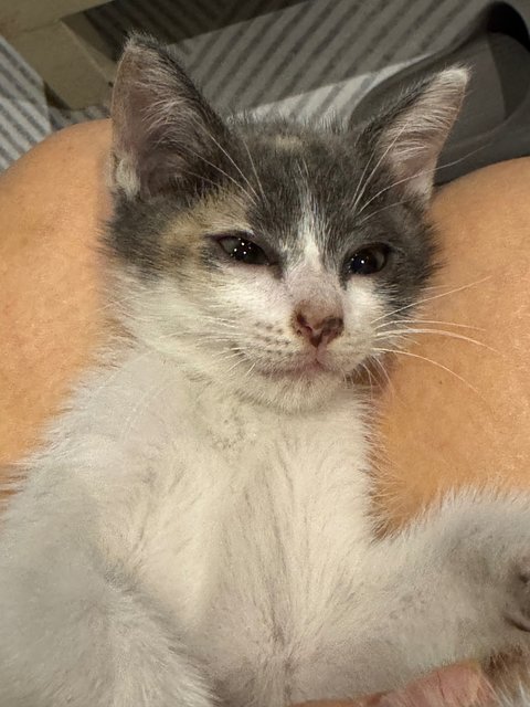 Spring - Domestic Short Hair Cat