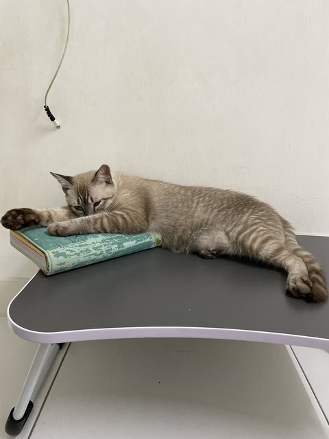 Torti - Domestic Short Hair Cat
