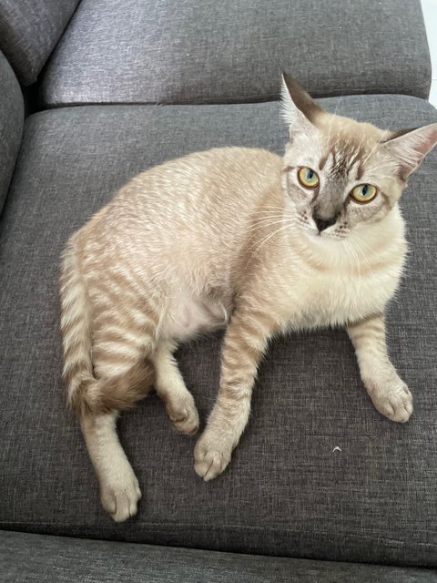 Torti - Domestic Short Hair Cat