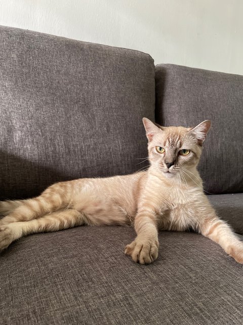 Torti - Domestic Short Hair Cat