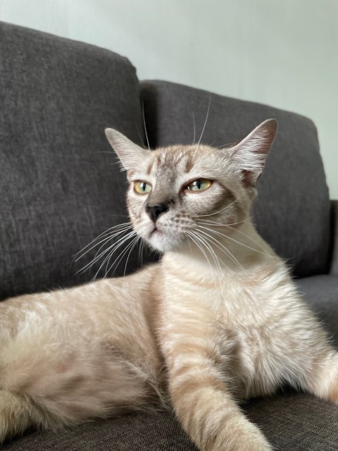 Torti - Domestic Short Hair Cat