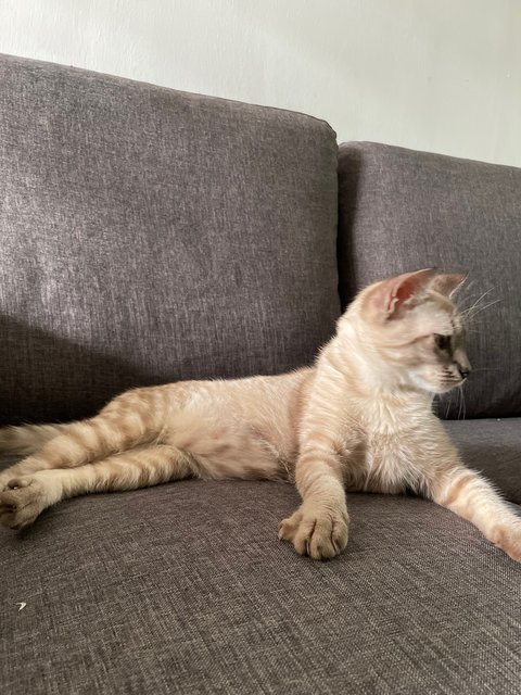 Torti - Domestic Short Hair Cat