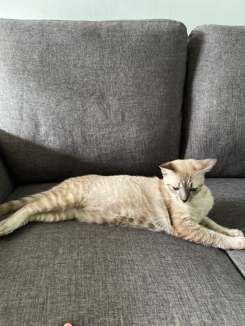 Torti - Domestic Short Hair Cat
