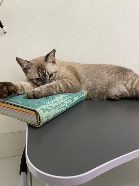 Torti - Domestic Short Hair Cat