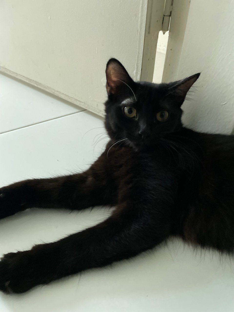 Darlie - Domestic Medium Hair Cat