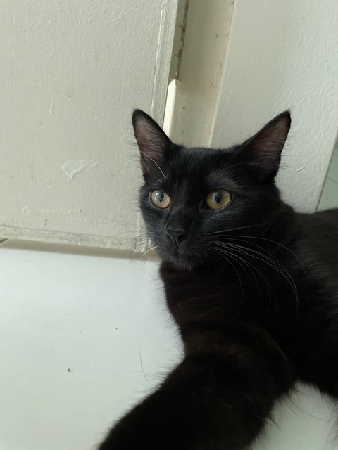 Darlie - Domestic Medium Hair Cat