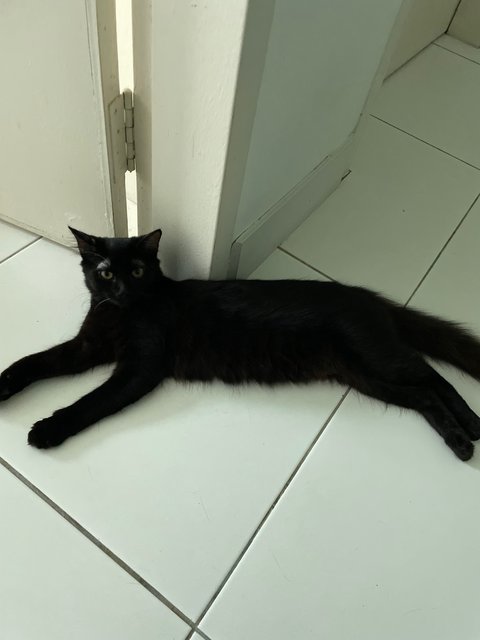 Darlie - Domestic Medium Hair Cat