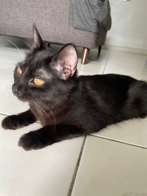 Darlie - Domestic Medium Hair Cat