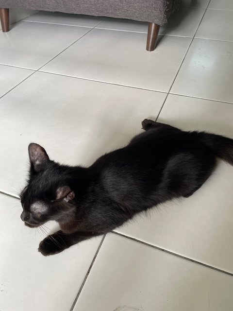 Darlie - Domestic Medium Hair Cat