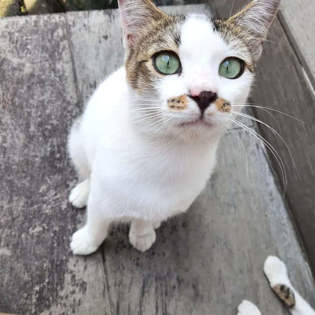 Max The Adventure~ - Domestic Short Hair Cat
