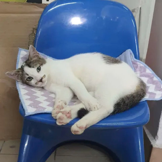 Max The Adventure~ - Domestic Short Hair Cat