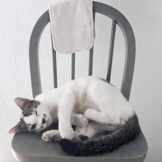 Max The Adventure~ - Domestic Short Hair Cat