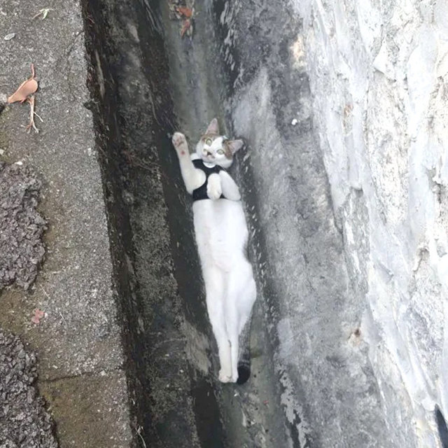 Max The Adventure~ - Domestic Short Hair Cat