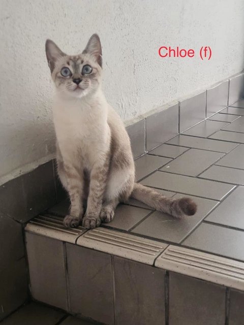 Chloe