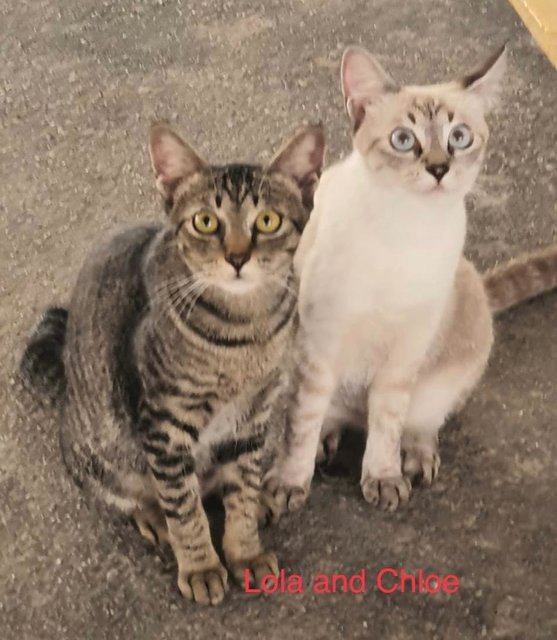 Lola & Chloe