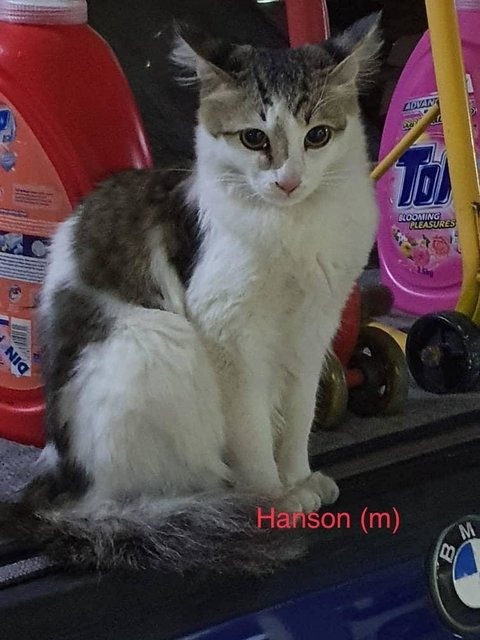 Hanson (male)