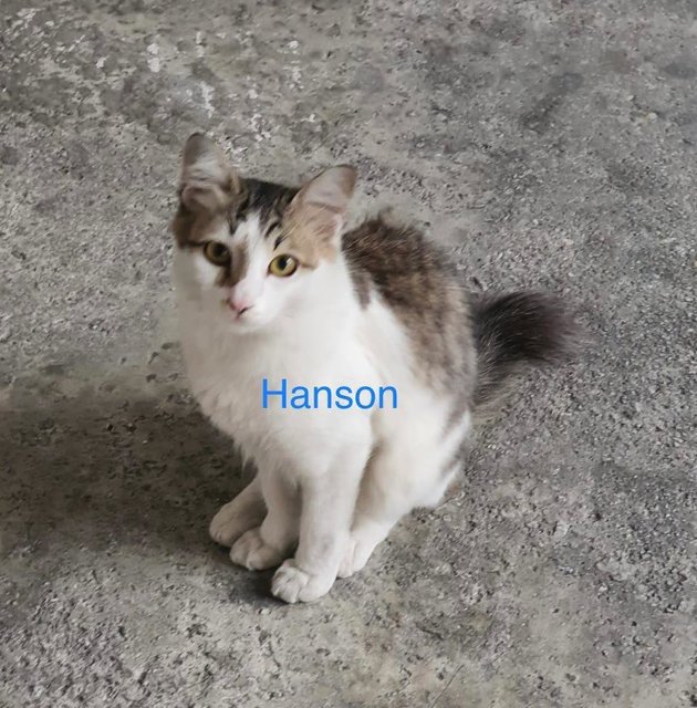 Hanson (male)