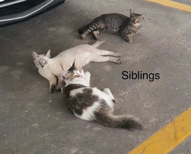Siblings