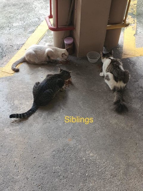 Siblings