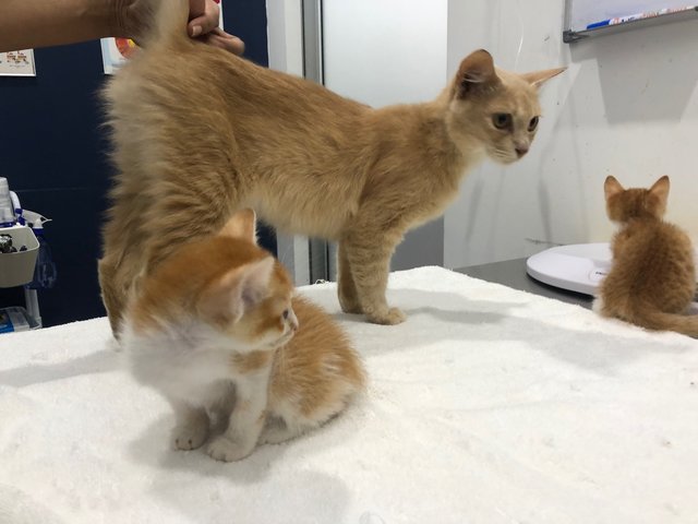 Tangerine, Peach And Pumpkin - Domestic Medium Hair Cat
