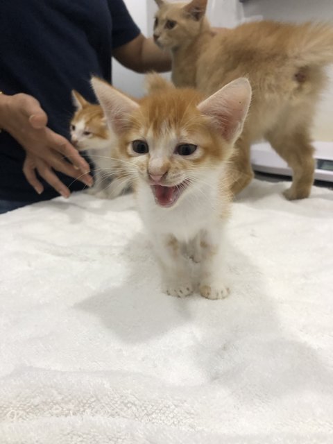 Tangerine, Peach And Pumpkin - Domestic Medium Hair Cat