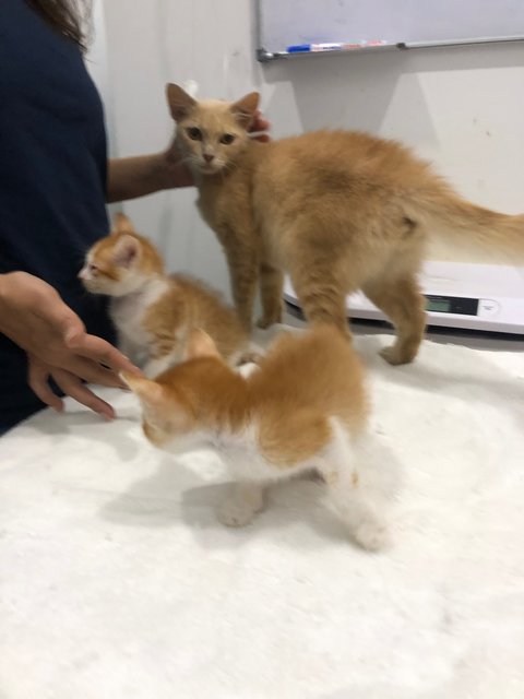Tangerine, Peach And Pumpkin - Domestic Medium Hair Cat