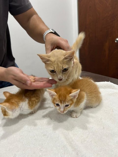 Tangerine, Peach And Pumpkin - Domestic Medium Hair Cat
