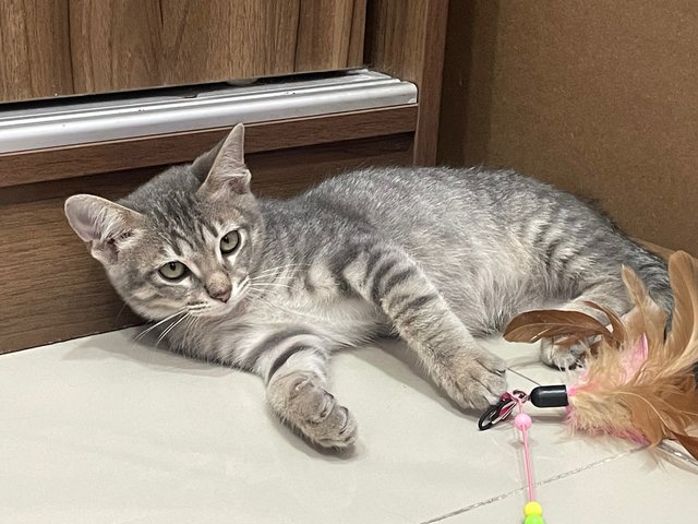 Mickey  - Domestic Short Hair Cat