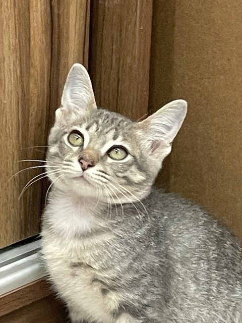 Mickey  - Domestic Short Hair Cat