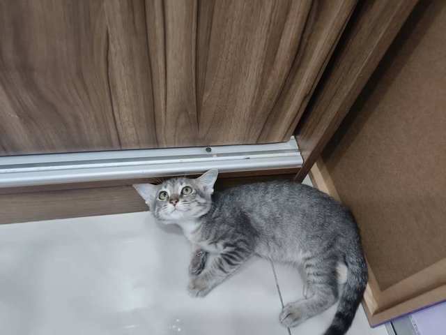 Mickey  - Domestic Short Hair Cat