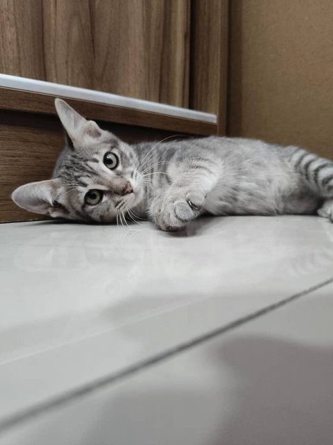 Mickey  - Domestic Short Hair Cat