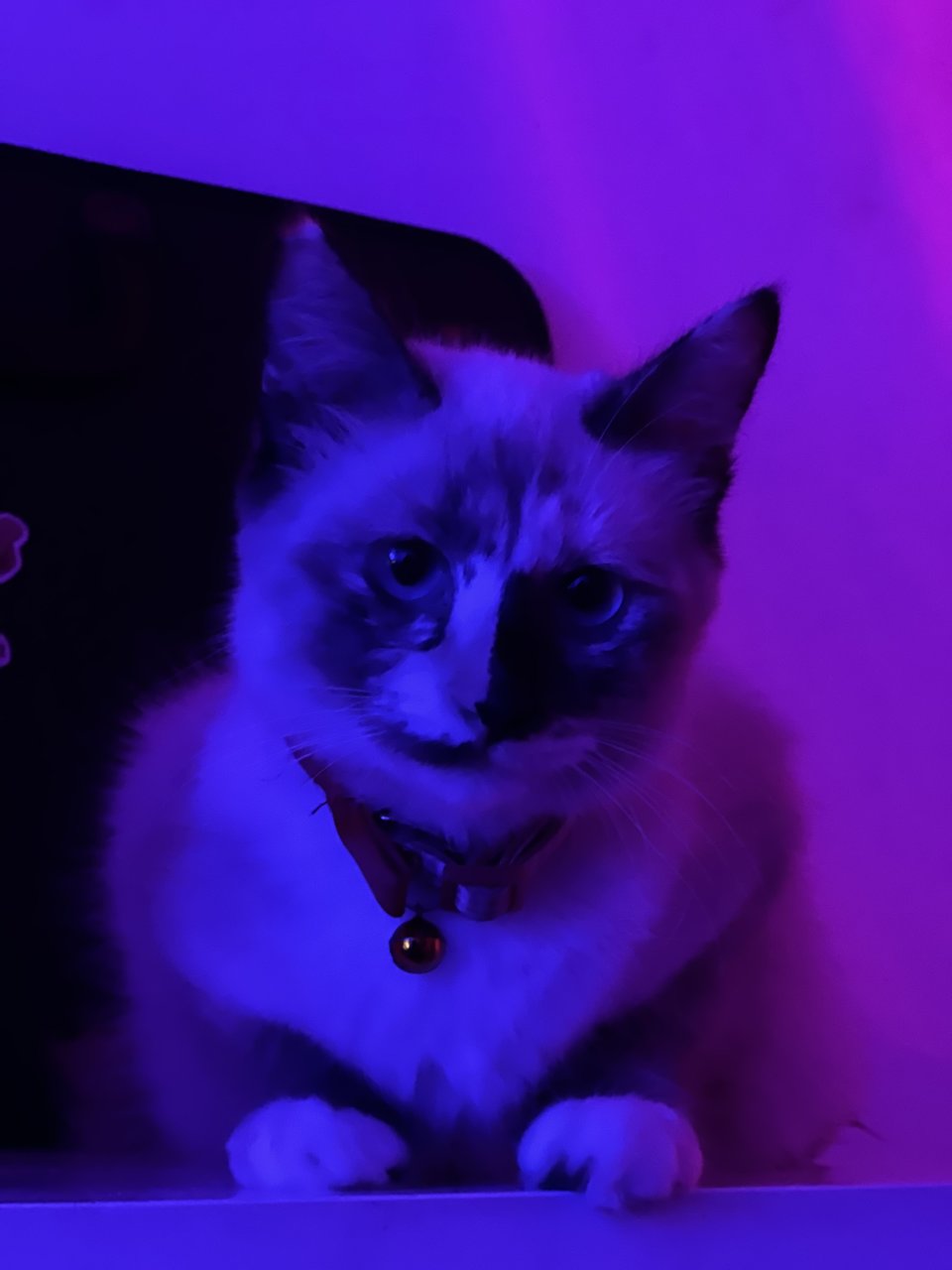Coco - Domestic Medium Hair Cat