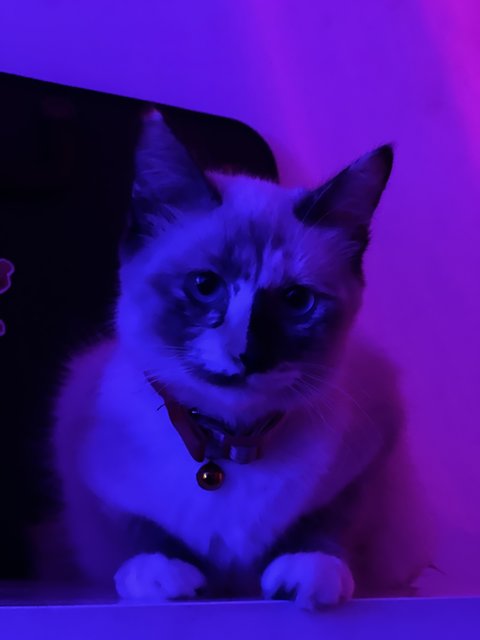 Coco - Domestic Medium Hair Cat