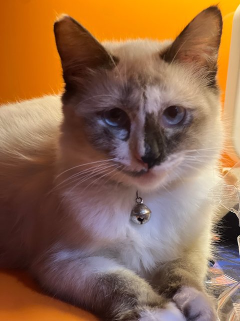 Coco - Domestic Medium Hair Cat