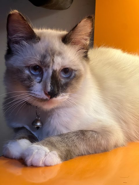 Coco - Domestic Medium Hair Cat