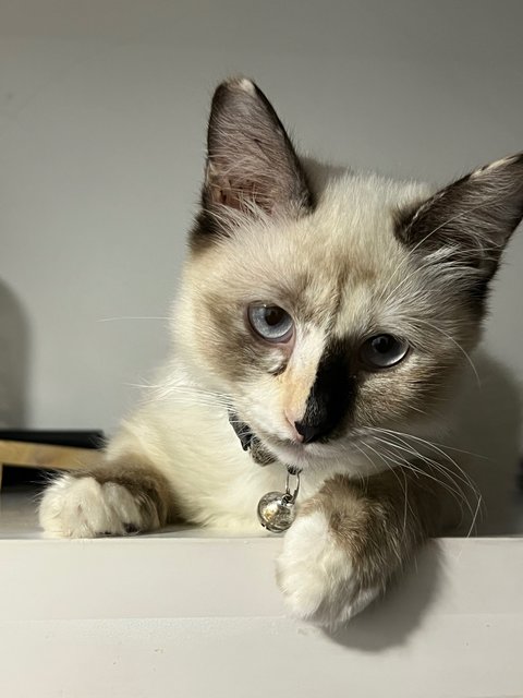 Coco - Domestic Medium Hair Cat