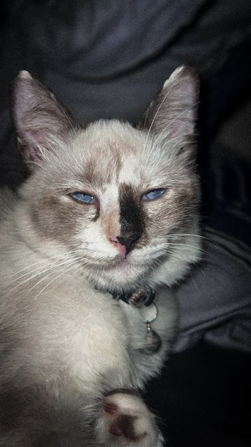 Coco - Domestic Medium Hair Cat