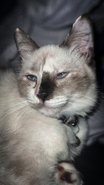 Coco - Domestic Medium Hair Cat