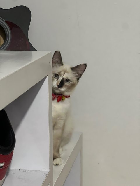 Coco - Domestic Medium Hair Cat