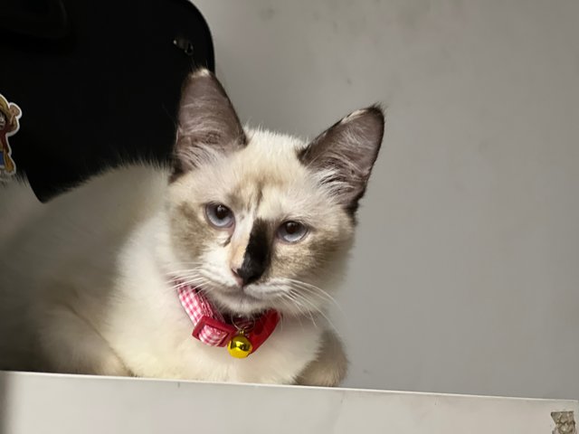 Coco - Domestic Medium Hair Cat