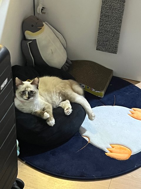 Coco - Domestic Medium Hair Cat