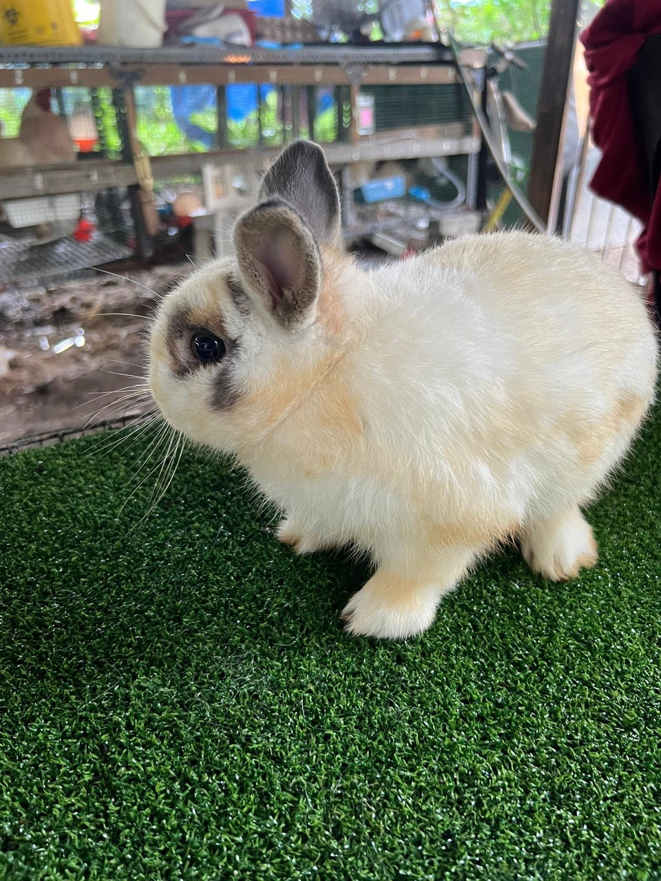 1 Pair Of Netherland Dwarfs - Netherland Dwarf Rabbit