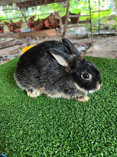 1 Pair Of Netherland Dwarfs - Netherland Dwarf Rabbit