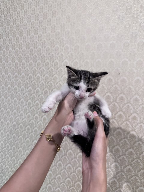 Max - Domestic Medium Hair Cat