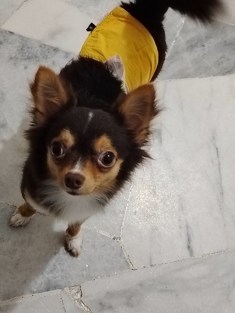 PF141031 - Chihuahua Dog