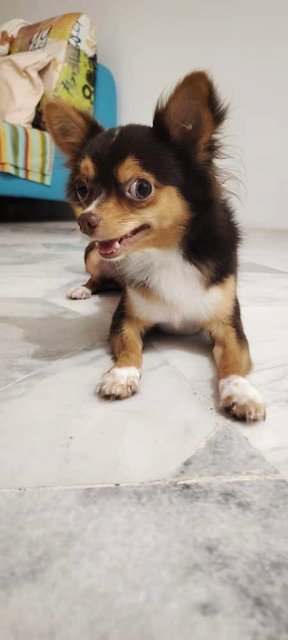 Chihuahua - Chihuahua Dog